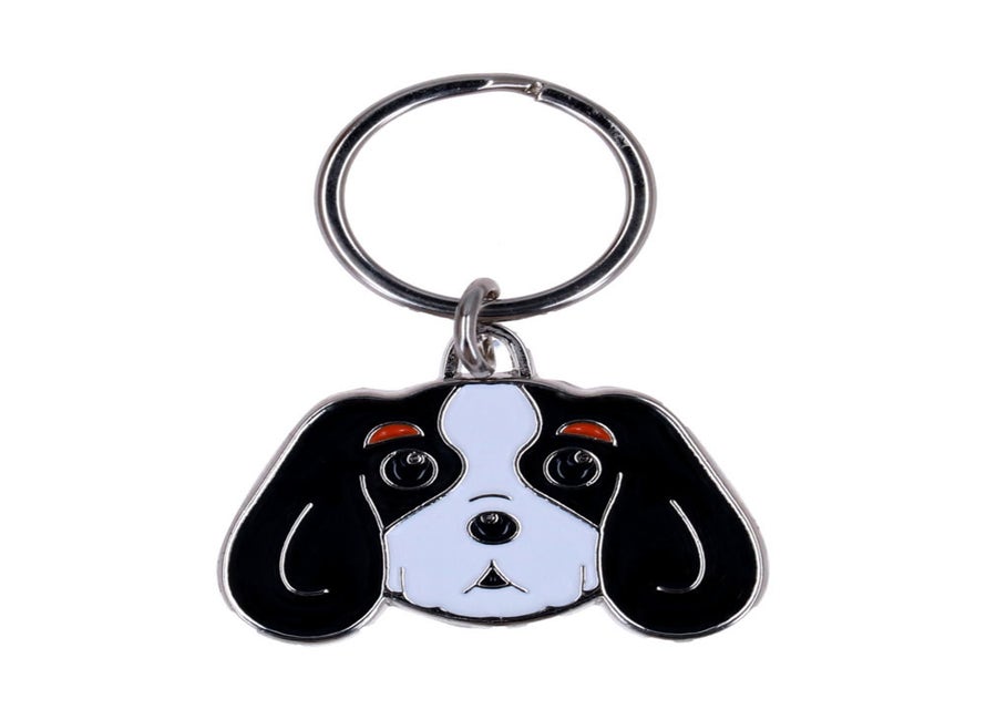 LaserTag Cavalier King Spaniël